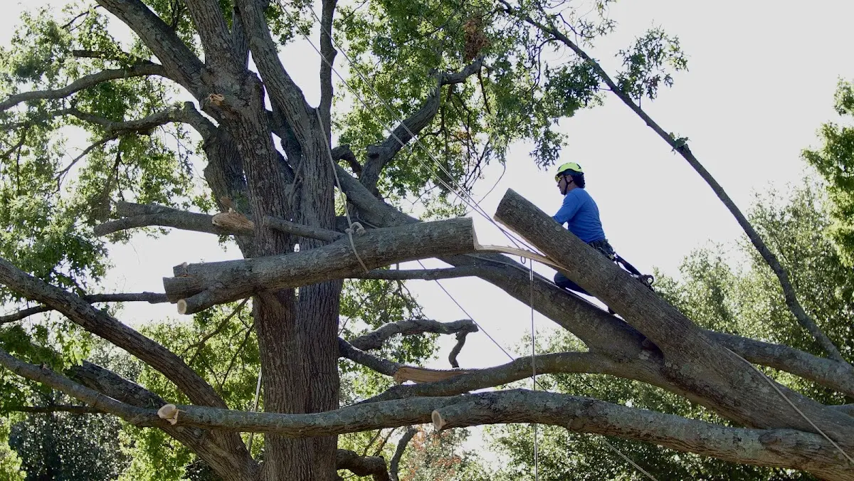 Professional Crown Thinning performed by certified arborists in Baton Rouge